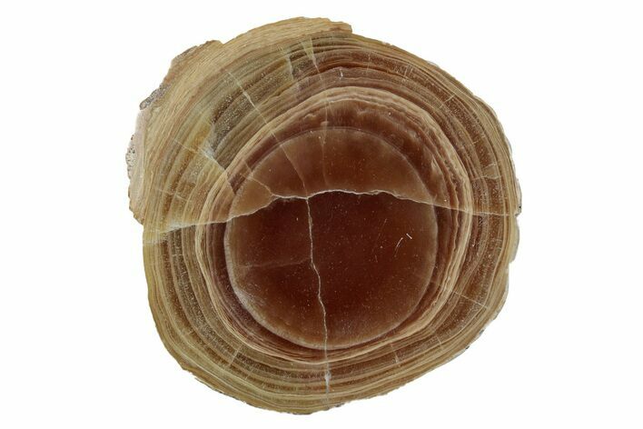 Polished Aragonite Stalactite Slice - Morocco #255307